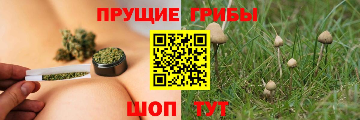 Псилоцибиновые грибы Psilocybine cubensis  Вход с VPN  как найти   Луга 